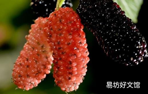 桑葚为抗氧化之王 是补血佳品还能预防心血管疾病
