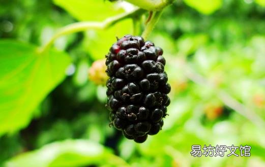 桑葚为抗氧化之王 是补血佳品还能预防心血管疾病