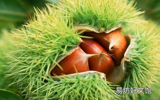 板栗生吃熟吃作用不同 食用板栗的禁忌