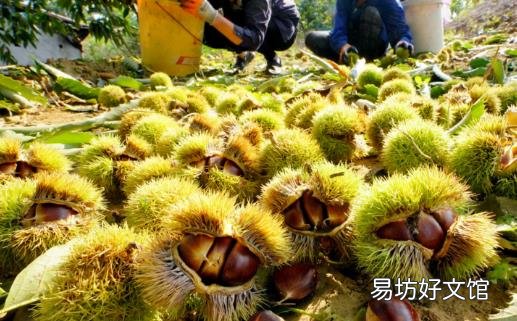 板栗生吃熟吃作用不同 食用板栗的禁忌
