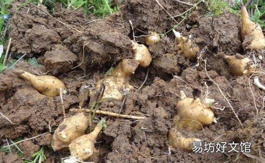 洋姜有一种特殊功效 对血糖具有双向调节作用