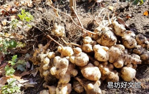 洋姜有一种特殊功效 对血糖具有双向调节作用