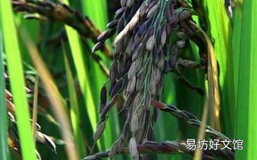 黑米的营养价值很高 黑米的吃法与禁忌
