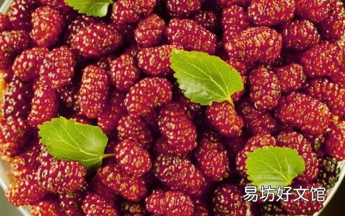 桑葚的黑色是否是花青素 桑葚的食用禁忌大盘点