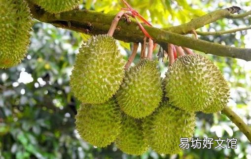 吃完榴梿壳莫丢 榴莲壳大妙用降火美容还能入菜