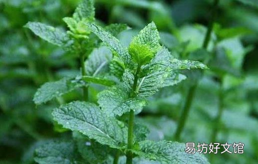一点薄荷从舌尖清凉到脑子里 薄荷的功效与作用