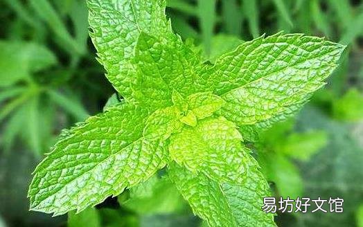 一点薄荷从舌尖清凉到脑子里 薄荷的功效与作用