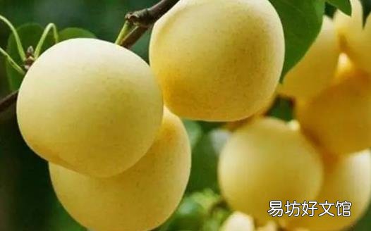 不同的煮梨方法有不同的功效 雪梨汤的做法