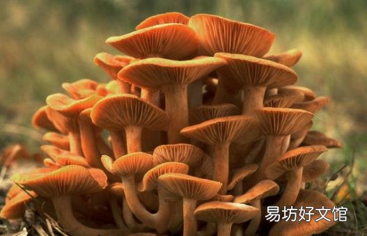 血管老人就老 这些食物让血管变年轻