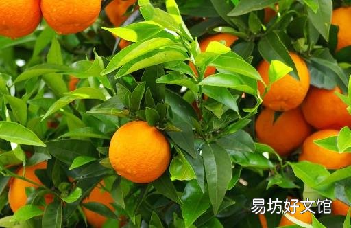美味橘子全身都是宝 运脾祛湿效果棒