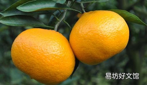 美味橘子全身都是宝 运脾祛湿效果棒