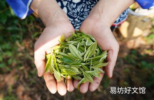 喝茶是否能预防癌症 茶叶的功效与作用大揭秘