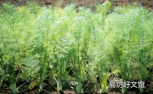 茴香价格便宜营养并不少 茴香功效多多常吃有益健康