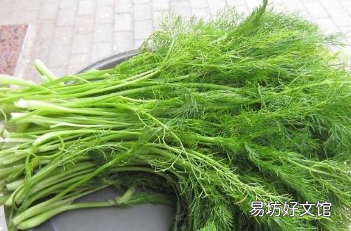 茴香价格便宜营养并不少 茴香功效多多常吃有益健康