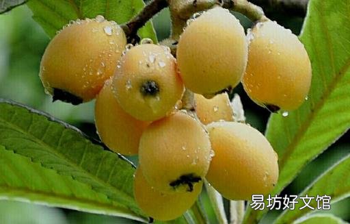 夏天的当令水果枇杷 中药师推荐枇杷的吃法