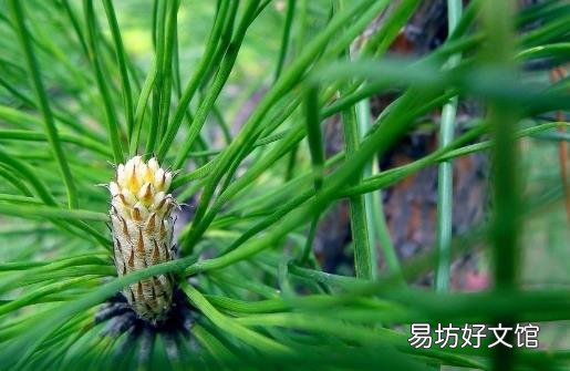 夜盲症是身体缺乏维生素a导致 夜盲症的食疗调理大全