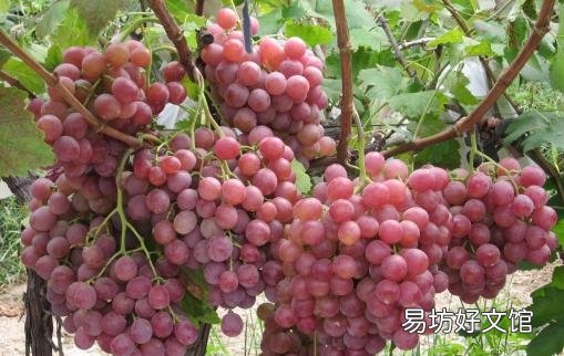 葡萄被誉为水果中的溶栓之王 不同品种功效大不相同