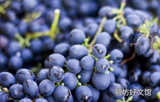 葡萄被誉为水果中的溶栓之王 不同品种功效大不相同