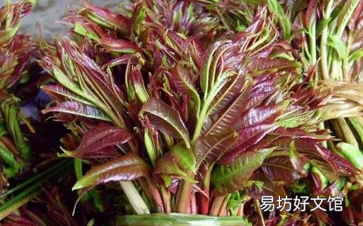 春天养生宜注重升阳疏肝和醒脾 香字辈食物来满足