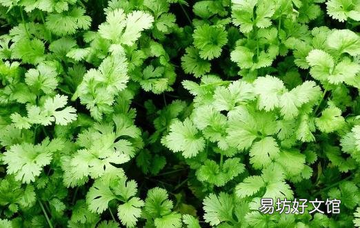 春天养生宜注重升阳疏肝和醒脾 香字辈食物来满足