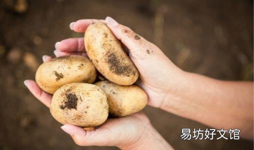 常吃土豆养颜美容抗衰老 土豆代替主食居然能减肥
