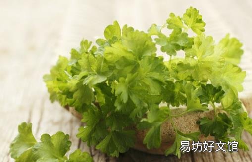 香菜的功效与作用 推荐两道香菜佳肴