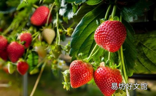 草莓含丰富胡萝卜素明目养肝 采摘草莓必备的小诀窍
