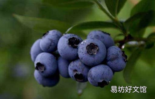 饮食失调出现便秘 具有极佳的排宿便效果的十种食物