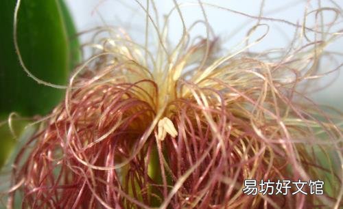 多食玉米须利尿降血压 又轻松又省力的玉米须处理法