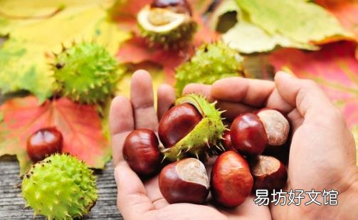 栗子是抗衰老延年益寿的滋补佳品 教你快速剥栗子皮