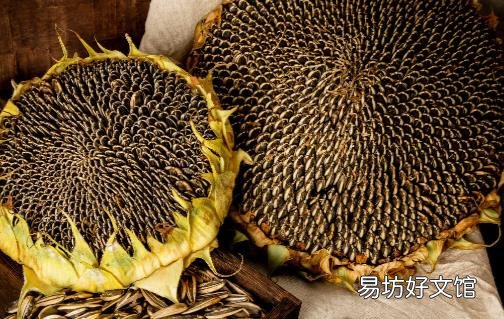 瓜子仁有什么营养价值 瓜子的正确食用方法揭秘