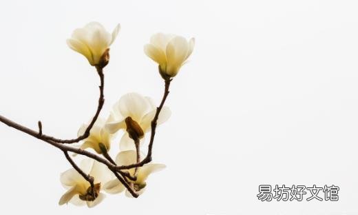 善用鲜花疗百疾 鲜花的食用注意事项