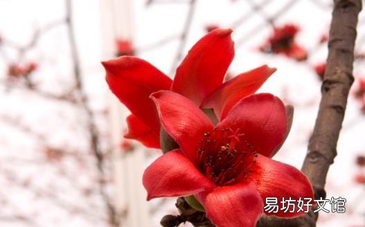 善用鲜花疗百疾 鲜花的食用注意事项