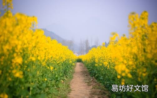 善用鲜花疗百疾 鲜花的食用注意事项