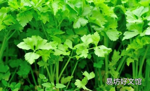 多食香菜治疗感冒祛除寒气 香菜不能和什么一起吃