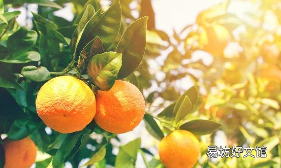 有治病功效的12种菜果皮 千万别错过了
