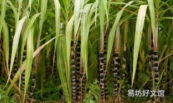 秋日的甘蔗赛过参 甘蔗的花样新吃法