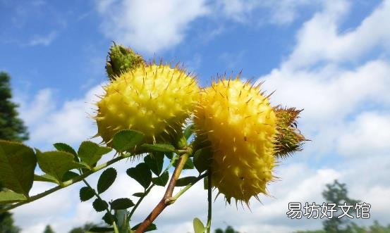 刺梨有维生素C之王的称号 食用刺梨的八种好处