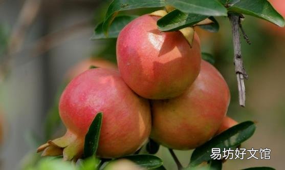 石榴皮的功效 石榴皮存在禁忌情况要避免