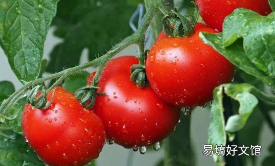 经常吃番茄对身体有4个好处 空腹吃番茄易引起腹痛