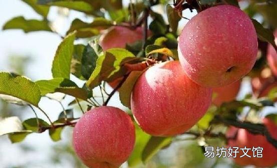 冰糖心苹果的七大功效与作用 要经常吃冰糖心苹果哦
