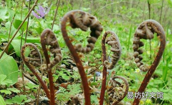 野菜的营养价值 野苋菜的好吃做法简单易学哦