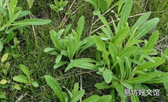 苦菜能补血消暑清热解毒 紫花苦菜泡水喝的使用禁忌