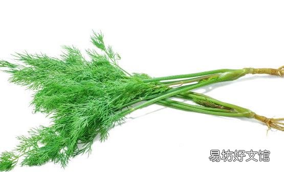 茴香菜的功效与作用 茴香菜的食用禁忌