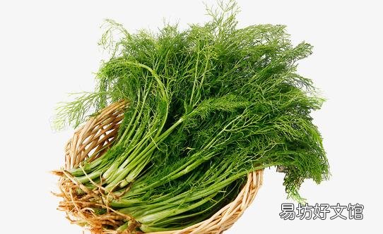茴香菜的功效与作用 茴香菜的食用禁忌