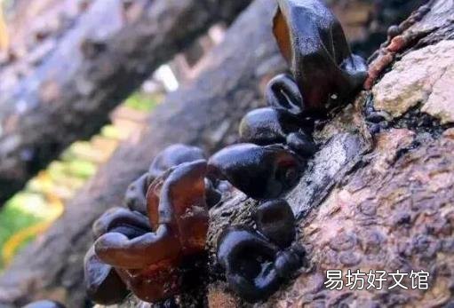 十种没煮熟蔬菜比砒霜毒 要采用下列健康吃法