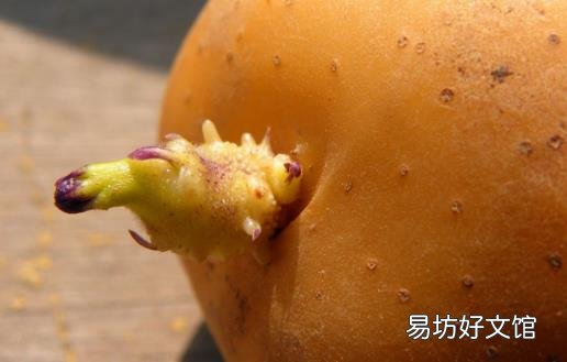 十种没煮熟蔬菜比砒霜毒 要采用下列健康吃法