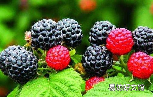 冬季吃这些食物能补肾