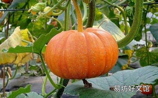 想要健脑就要吃健脑的食物 十大健脑补脑食品