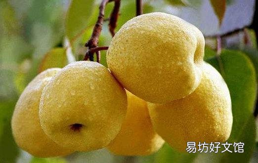 润肺止咳 用白色食物来养肺